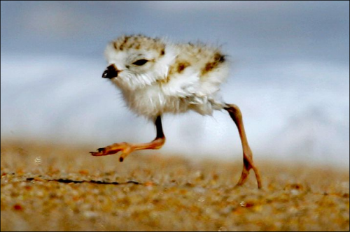 2-Day Old Piping Plovers.png (374 KB)